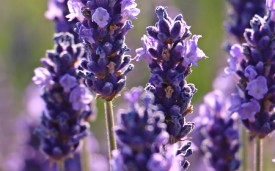 Lavendel: Wichtigste Heilpflanze in der Aromatherapie.