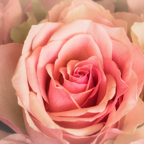 Rose: Ein Aroma, das Harmonie und Ausgeglichenheit fördert